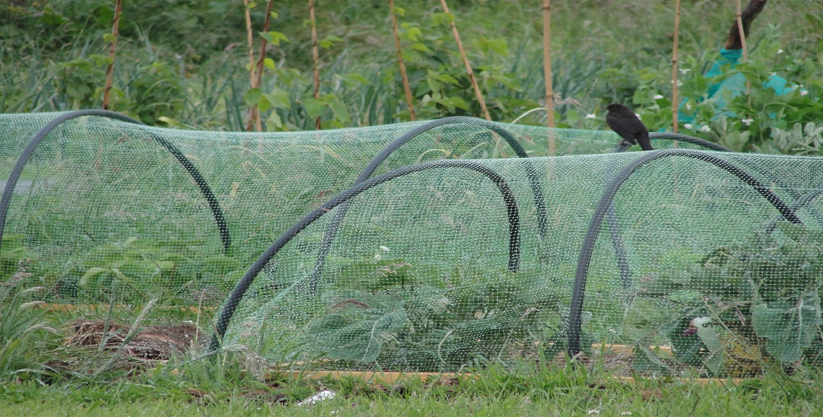 bird protection net