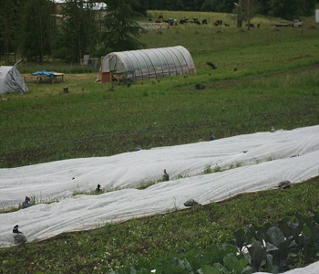 crop covers